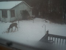 A deer eating sliced apples in our backyard.