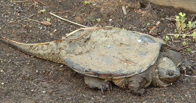 turtle,snapper,animal