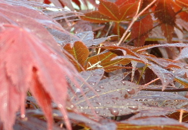 A baby praying mantis