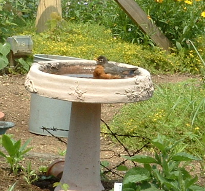A picture I shot today of a robin in the bird bath.