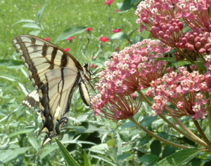 Swallowtail butterfly feeding on a milkweed plant.