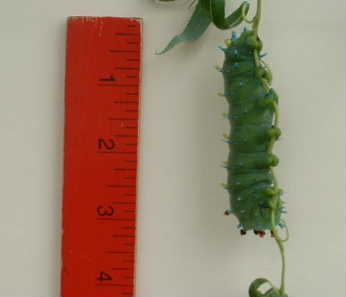 One huge caterpillar!