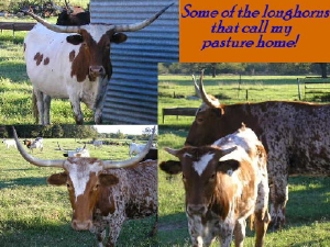 Ever see a real Texas longhorn?  Now you can!