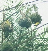 The nests of the spotted - backed weaverbirds. This will support Item:797738
