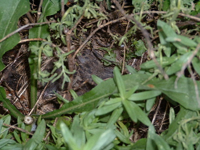 Baby birds discovered in the butterfly garden.