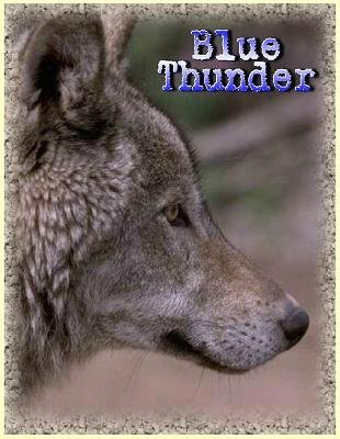 BlueThunder Gray Wolf Signature 5