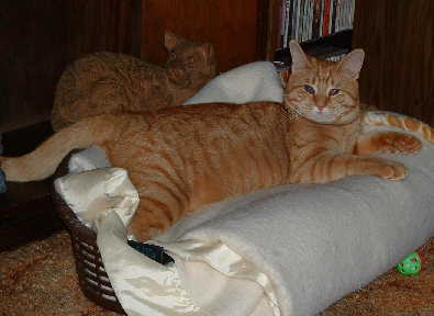 Gordon in bed after his walk.