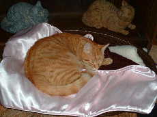 Gordon sleeping on his pink silky pillow cover!