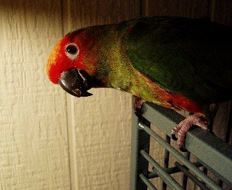 a pic of my gold capped conure.