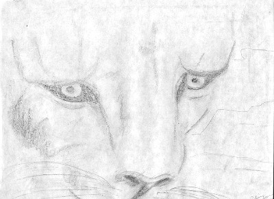 a female lion drawn with a 3B pencil.