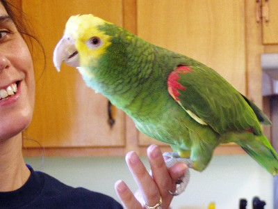 A photograph of my pet amazon parrot