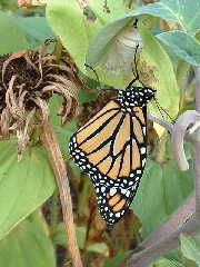 A find in the garden this morning. A new Monarch just coming out of the cocoon.