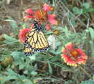 Another shot of a Baby Monarch