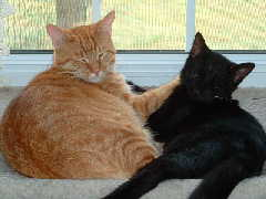 Gordon and Leroy on the window bed.