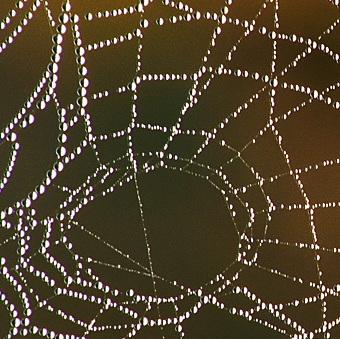 Dew kissed spider web