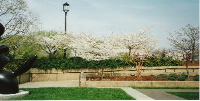 Cherry trees in bloom