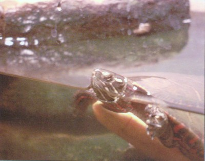 Photo of Michael's turtle...named Turrtle