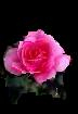 a pink rose