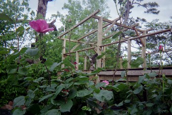 Allen's upper deck in Bonanza, Arkansas, as seen through the roses. 2004.