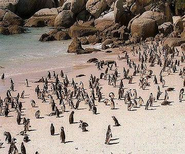 Just some cute little penguins