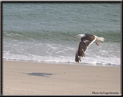 This Gull can also be seen at the bottom of"The Sandy Shore".