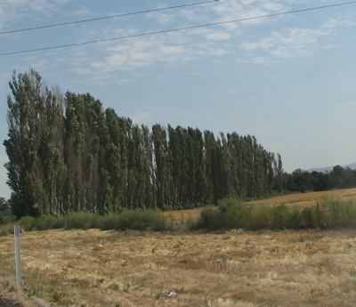 Summer scenery from my drive to work