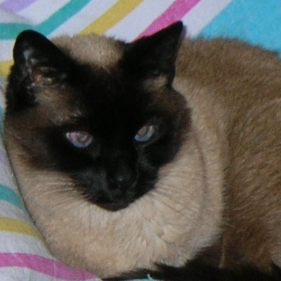 Dugan, our Siamese cat