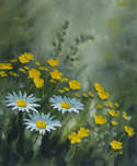 Daisies and buttercups
