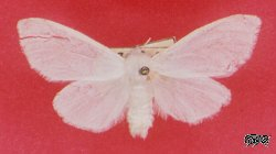 Pic of white moth