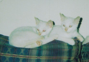 "The Twins" came to live with me in the summer of 2006.