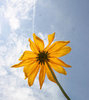 A sunflower I found in clip art