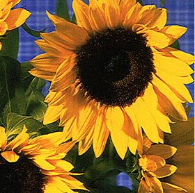 Sunflower Sig, of the larger variety
