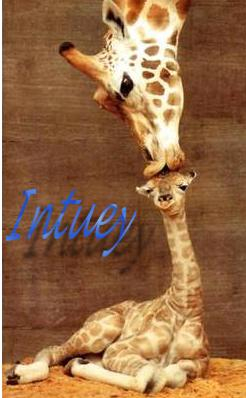 intuey sig giraffes by jadeshark