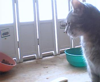 Piewacket, watching the food bowl.