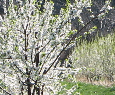 cherry orchard