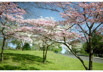 Dogwood in bloom