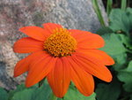 orange flower