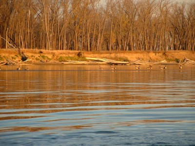 Geese along the river