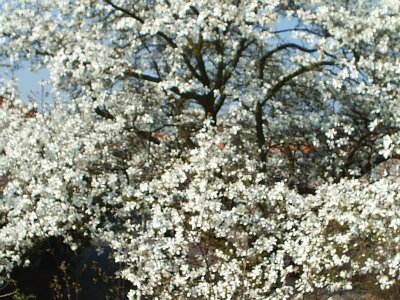 The magnolia in front of our house in full bloom.