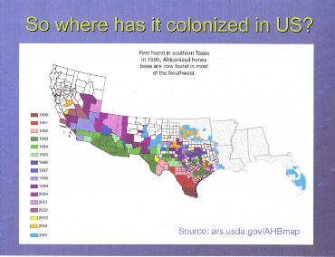 Africanized bees have migrated from South American across the Texas border . . .