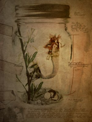mermaid in a jar