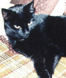 This is our oldest cat..Sid.