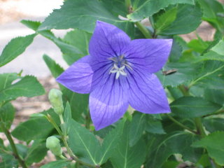 balloon flower