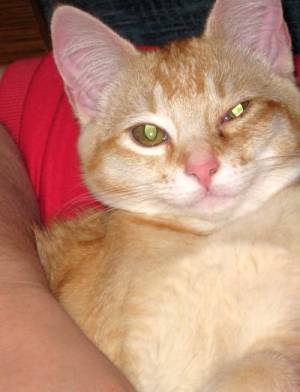 My New Kitten Peaches