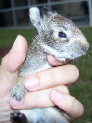 a bunny in my hand