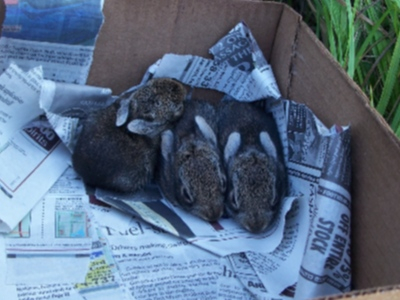 bunnies in a box