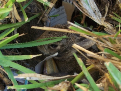 bunny put back into in the nest