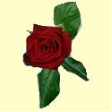 a lil rose