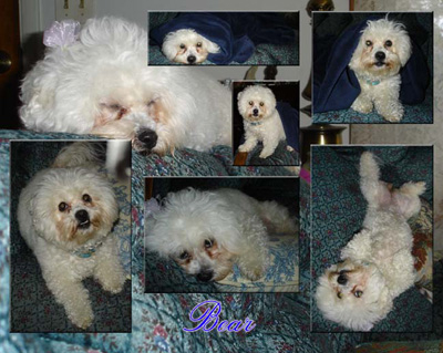 my bichon frise, Bear