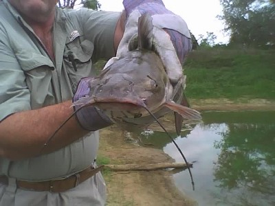 another catfish